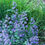 Thumbnail: Catmint Blue Wonder
