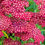 Thumbnail: Yarrow Red Velvet