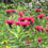 Thumbnail: Bee Balm Bee Mine Red