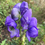 Thumbnail: Aconitum fisheri 'Monkshood'