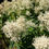 Thumbnail: Aruncus Goats Beard