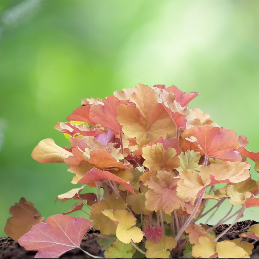 Coral Bell Caramel