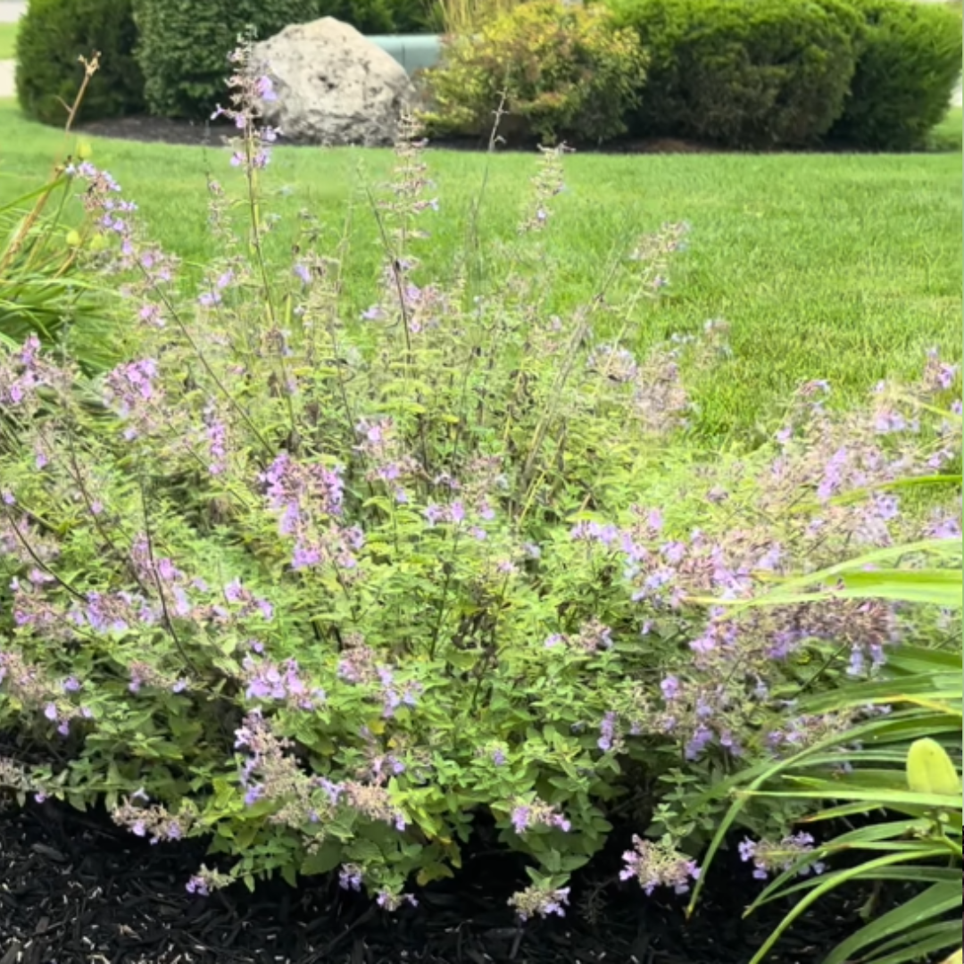 Catmint Junior Walker