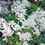 Thumbnail: Astilbe Bridal veil