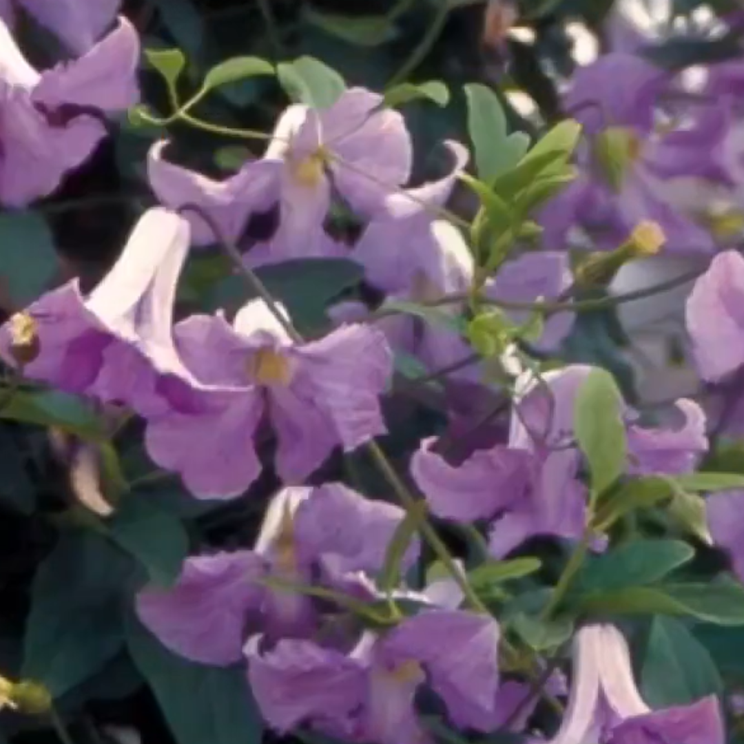 Clematis Betty Corning