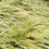 Thumbnail: Grass Aureola Golden var. #1