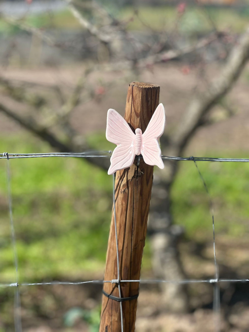 Miniatura: Borboleta Medio