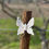 Miniatura: Borboleta Medio