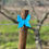 Miniatura: Borboleta Medio