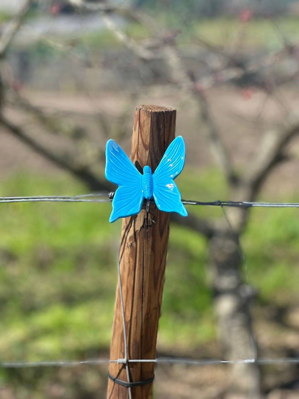 Miniatura: Borboleta Medio