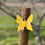 Miniatura: Borboleta Medio