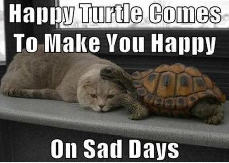 This is, at best, tangentially connected. I just like cats and turtles.
