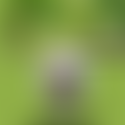 Sokol Demaku: Në Borås promovohet libri "Ullmar Qvick Albanalog plus"