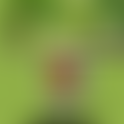 Ahmet Mehmeti: SEKRETI MË I ERRËT