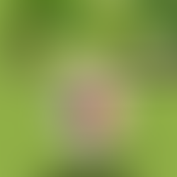 AVDUSH CANAJ: S`ËSHTË ËNDËRR E PARË