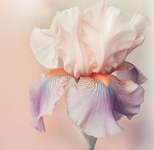 yuvalna_Create_a_studio_photo_of_a_stunn