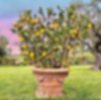 Vases for Lemon Trees