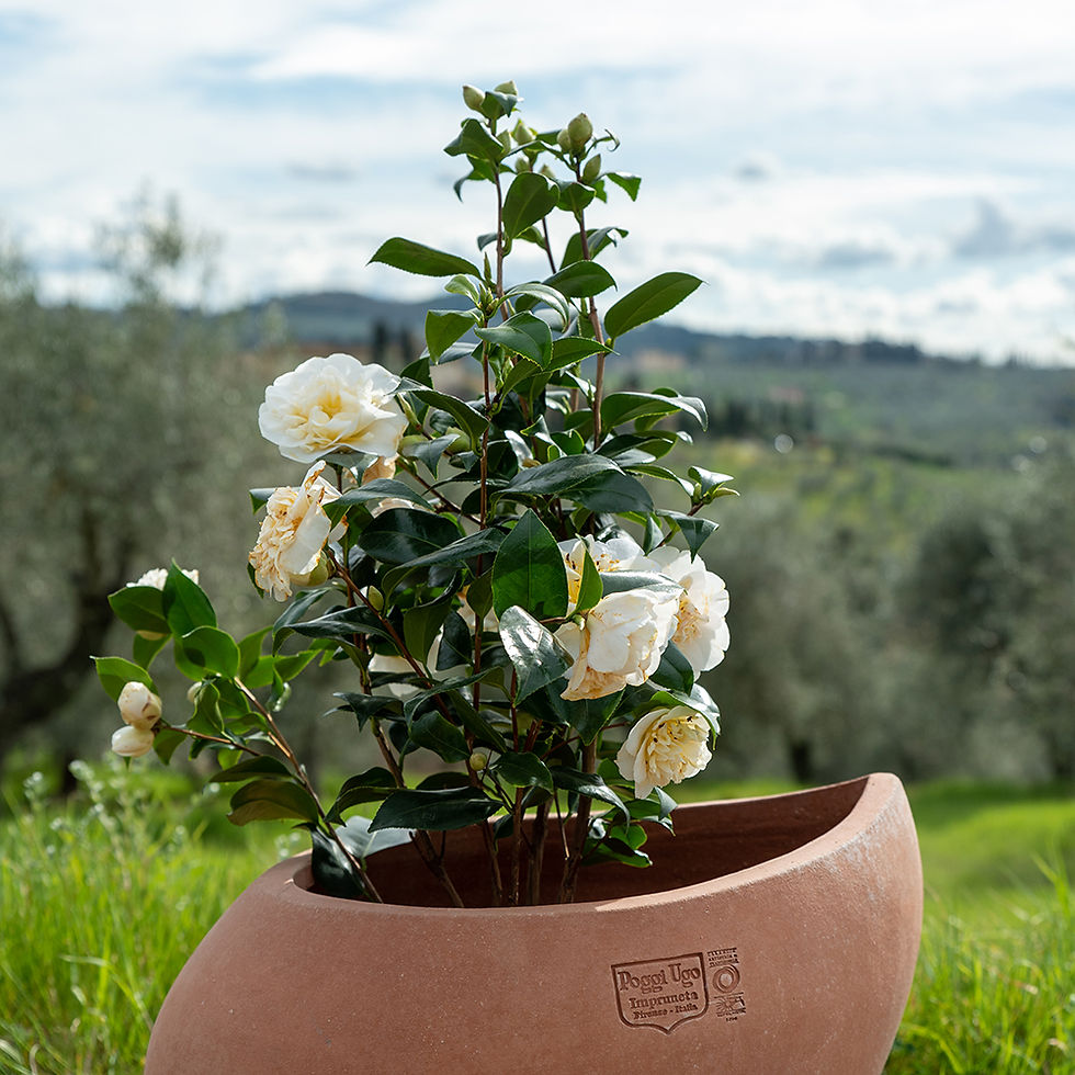 Miniatura: Terakotová váza Slza