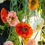 Thumbnail: Flower Power Poppy Square Chandelier