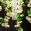 Thumbnail: Flower Power White Cascade Round Small Chandelier