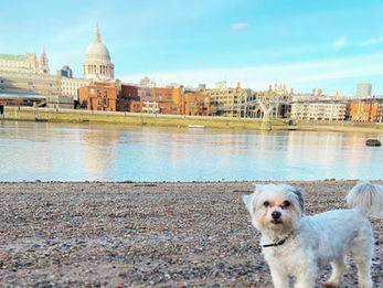 City Dog Lanza