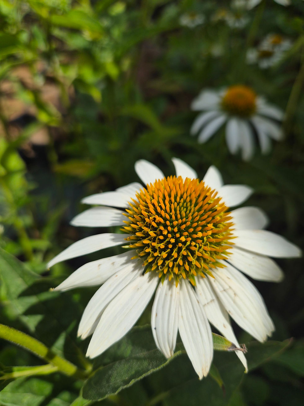 Echinacea close-up.jpg