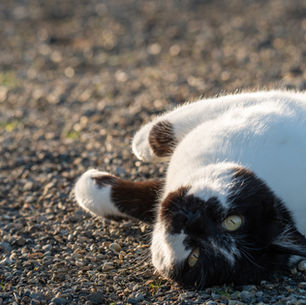 Who's Really the Boss Around Here?