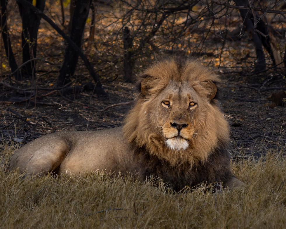 mozambique-gorangosa-lion-safari.jpg