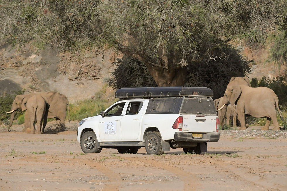 group-safari-self-drive-desert-elephants-namibia
