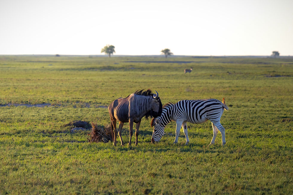tanzania-wildebeest-zebra-migration-botswana_edited.jpg