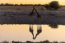 namibia-etosha-giraffe-waterhole.jpg