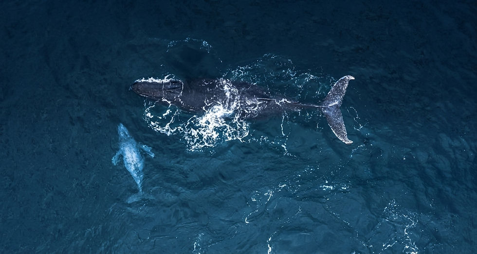 mozambique-humpback-whale-ocean-safari-beach-luxury.jpg