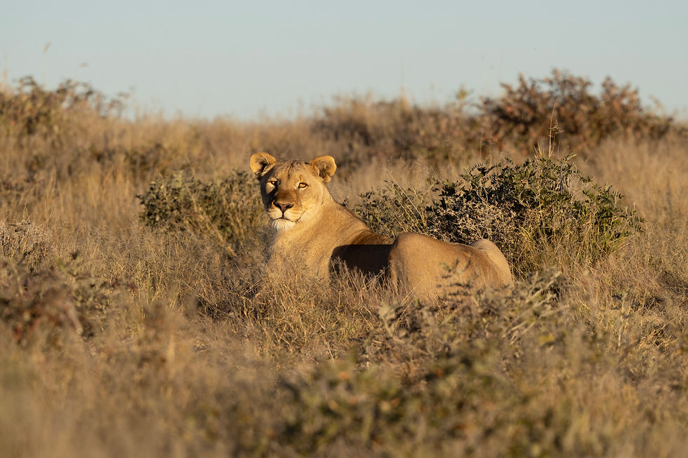 group-safari-lion-namibia-etosha-sunset