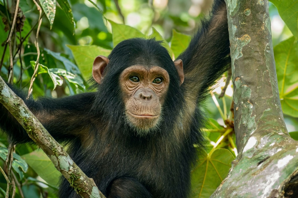 tanzania-chimpanzee-trekking-primate-mountains.jpg