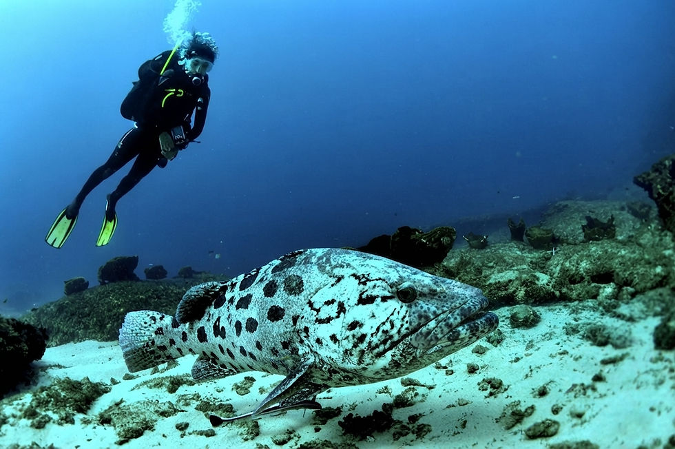 mozambique-diving-ocean-scuba-grouper-fish-indian.jpg