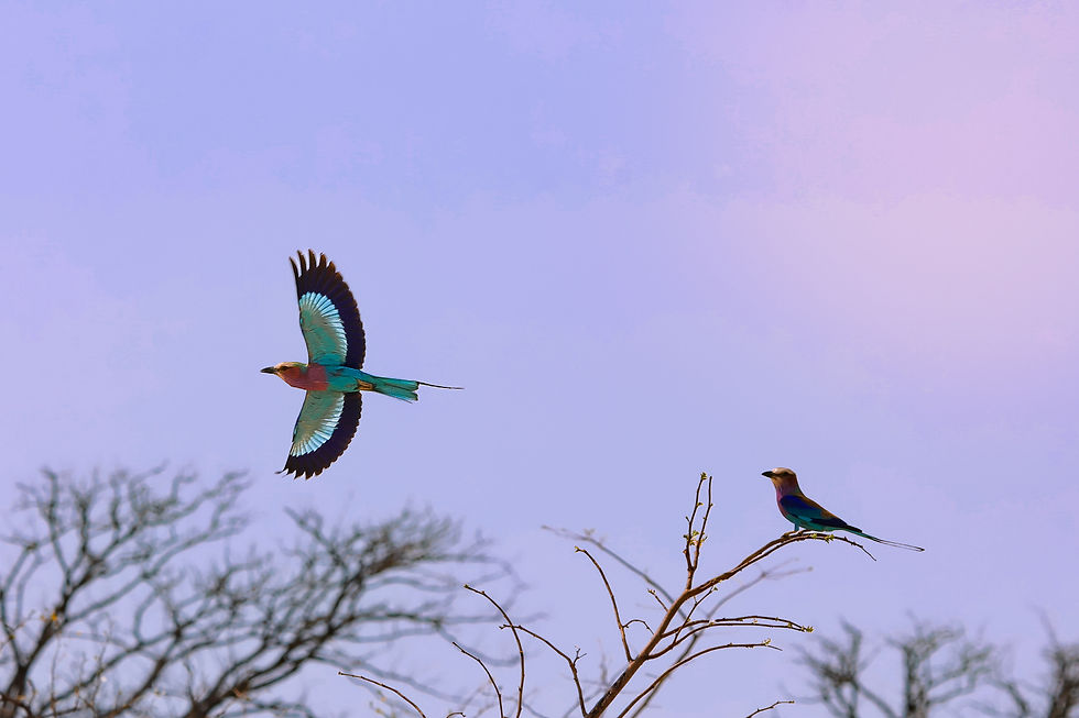 botswana-lilac-breasted-roller-bird-photography-safari