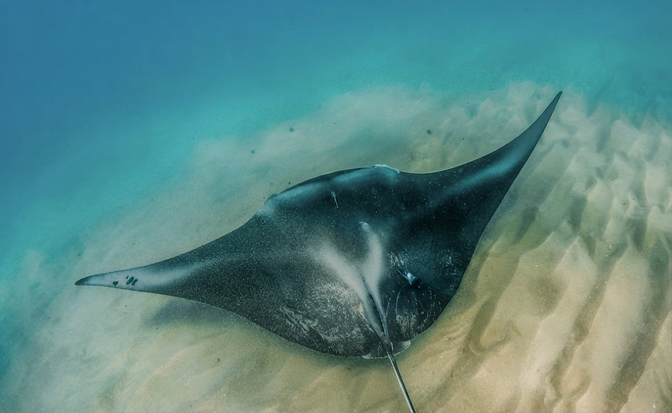 mozambique-manta-ray-scuba-diving-ocean-honeymoon.jpg