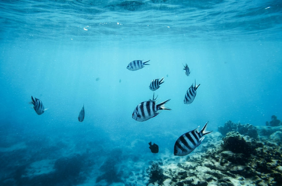 zanzibar-mnemba-island-tigerfish-diving-coral.jpg
