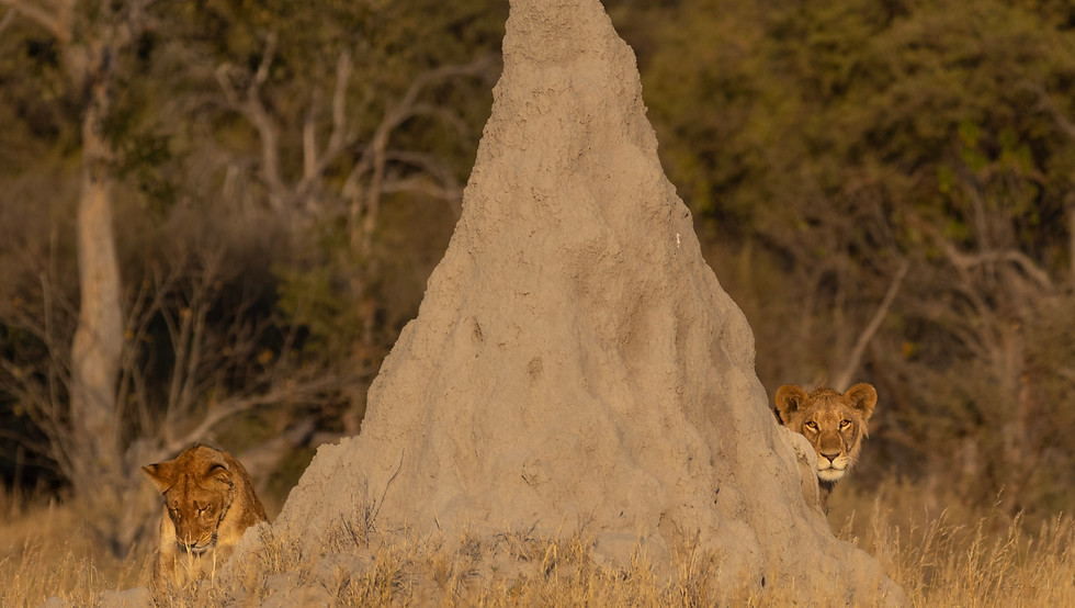 botswana-kwapa-lions-safari