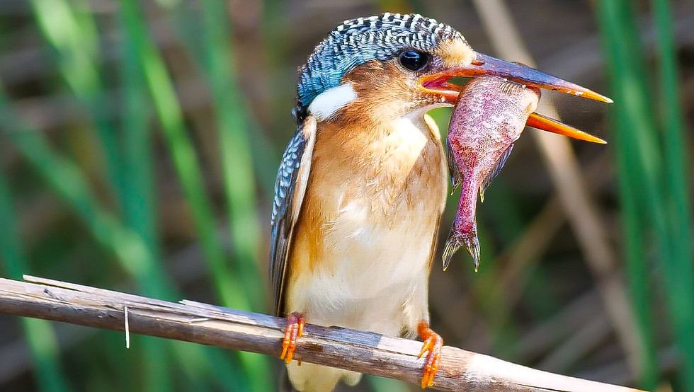 botswana-malachite-kingfisher-safari-mokoro-okavango-delta
