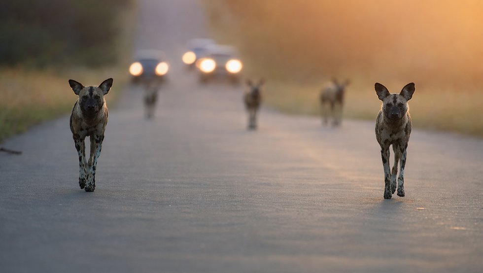 south-africa-kruger-national-park-wilddogs-dafari-photography