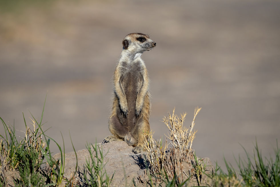 botswana-safari-makgadikgadi-erdmännchen.jpg