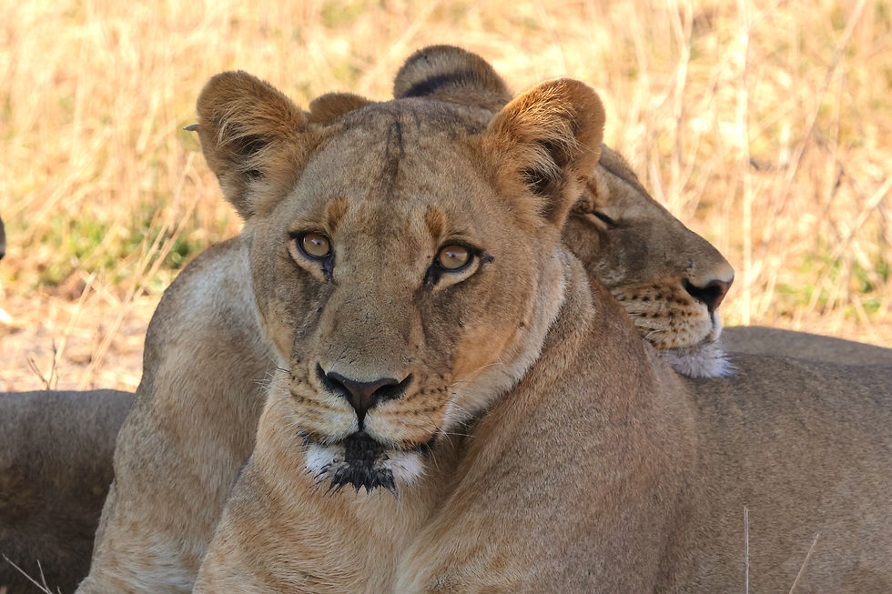 mozambique-lion-safari-luxury-travel-game-drive_edited.jpg