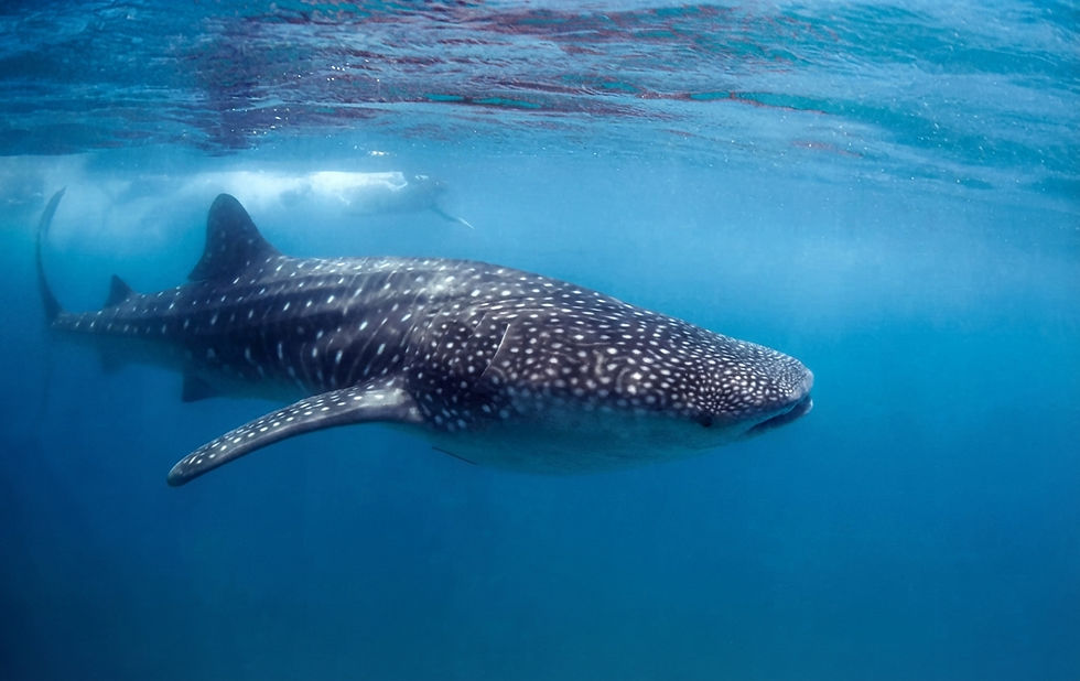 mozambique-diving-whale-shark-ocean-tofo-barra-island.jpg