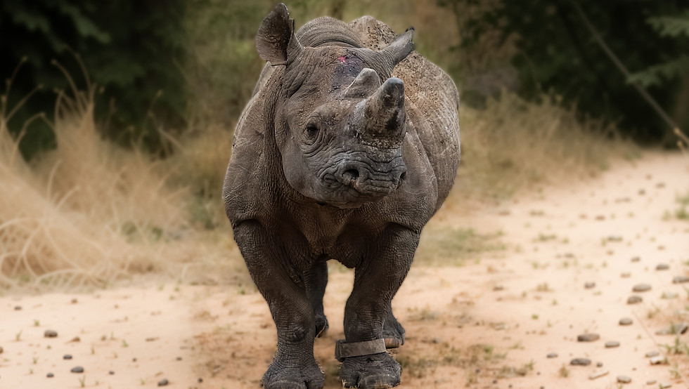 south-africa-black-rhino-safari