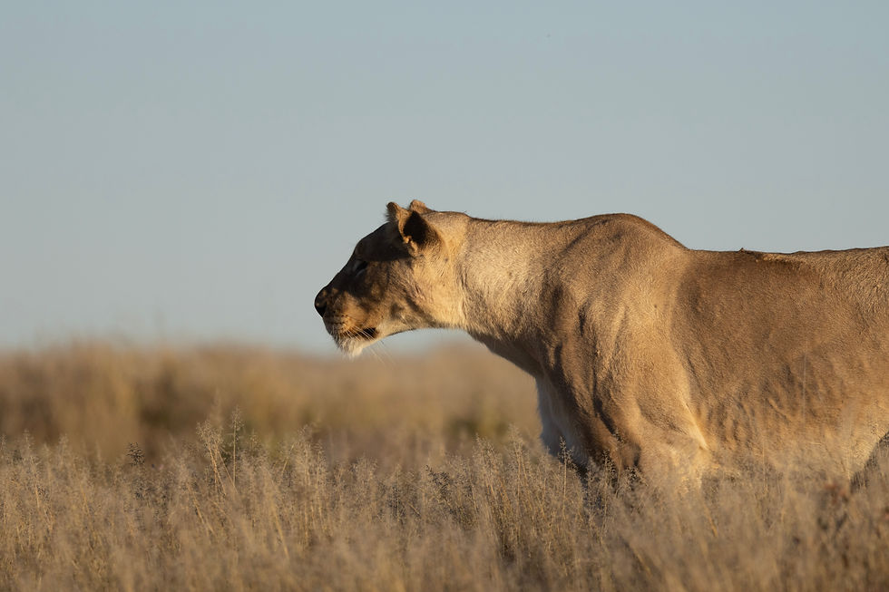 zimbabwe-namibia-lioness-safari-game-drive-selfdrive.jpg