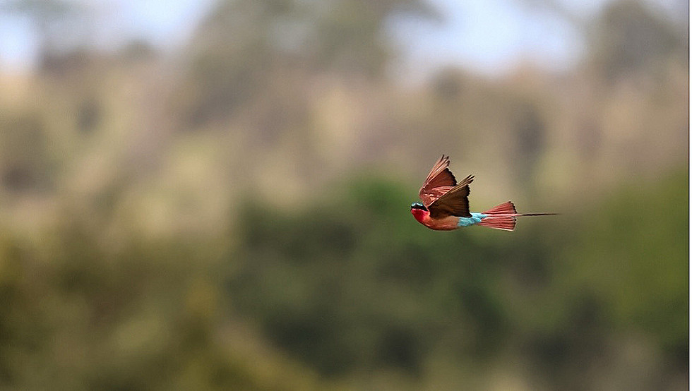 south-africa-kruger-national-park-photography-bird