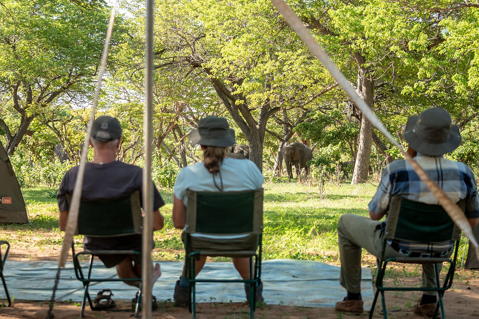 botswana-bush-ways-small-group-safari-elephant