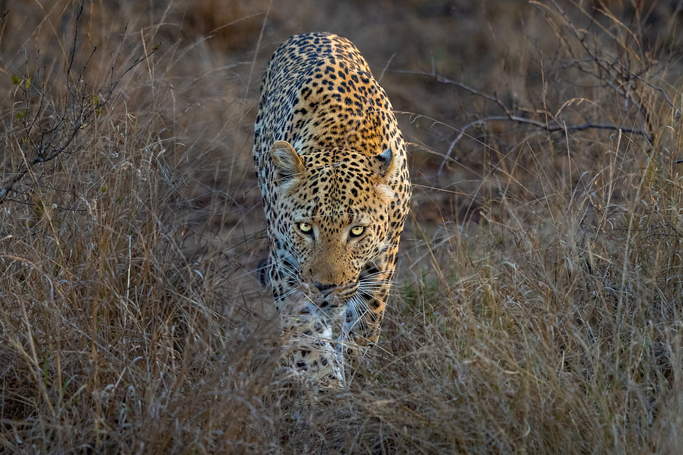 leopard-thornybush.jpg