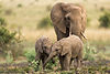 south-africa-kruger-elephant-family-safari.JPG